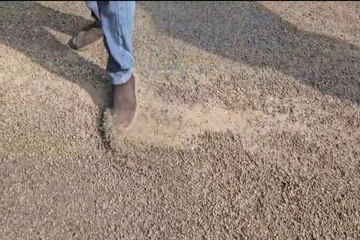 Ambikapur road: वाह रे निगम के ठेकेदार! ऐसी सडक़ बनाई कि दूसरे दिन ही उखड़ गई