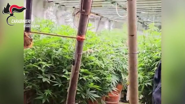 Platì (RC) - Serra di marijuana in bunker sotto una stalla (13.11.25)