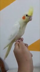 Cockatiel Parrot Hand Tame Sound