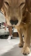 Golden Retriever Interrupts Owner's Dance by Standing in Front of Camera