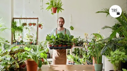 Por qué tener plantas en casa puede ayudarte a mantener mejor la temperatura y el aire limpio