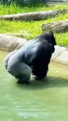 #funny video #shortvideo #viralvideo #funnyadda#