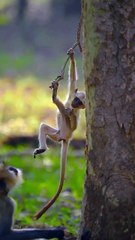 In first frame- Langoor 2nd- Blue bull (Nilgai) 3rd- Asiatic elephant