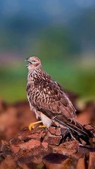 Pallid Harrier (Female) — caught in a majestic yawn… wild elegance at rest 🦅Moments like this,