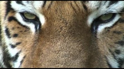 Crimini contro la natura, il WWF lancia la campagna di Natale