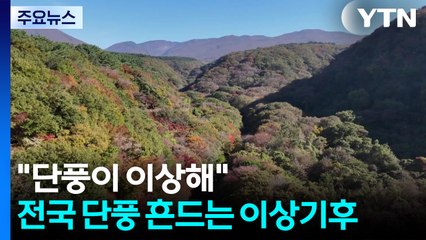 "단풍이 이상해"...전국 단풍 흔드는 이상기후 / YTN
