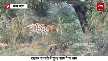पन्ना टाइगर रिजर्व में बाघों का दीदार हुआ आसान, सफारी में सुबह-शाम नजर आ रहे टाइगर