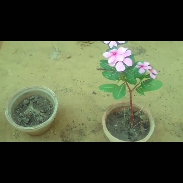 Lil plants in college ☘️🏫