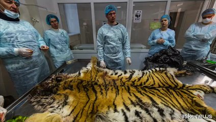 Crimini contro la natura, il WWF lancia la campagna di Natale