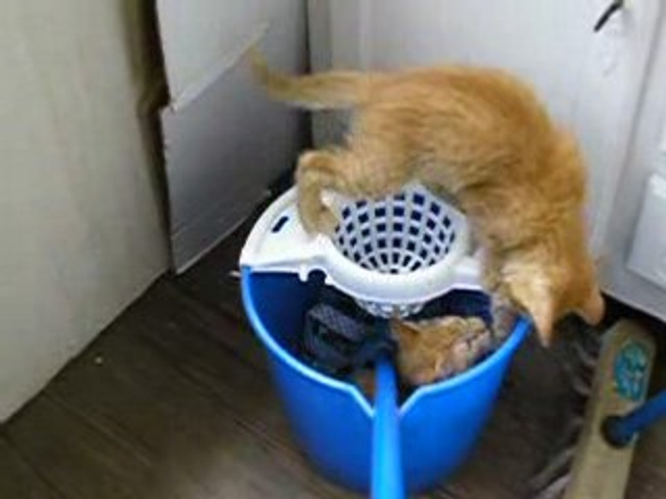 Les Chatons et le seau