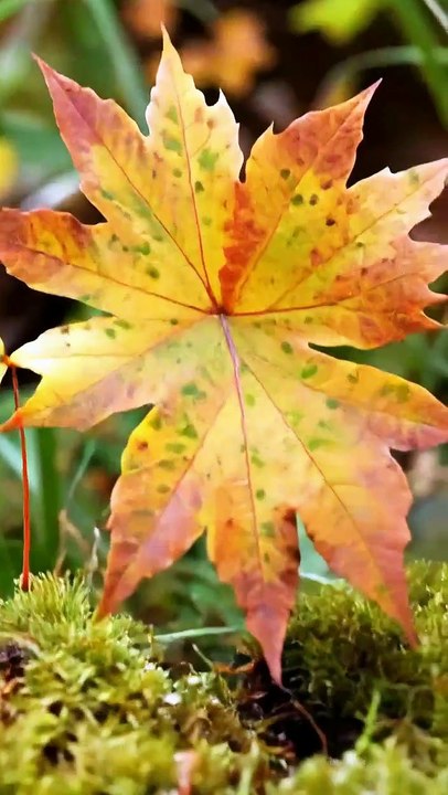 Sweet Autumn : Musique Relaxante Mystique pour Méditation, Sommeil et Concentration (4K UHD)