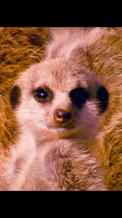 wildlife