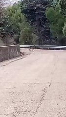 Corzos avistados en el cerro de San Cristóbal en Valladolid.