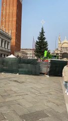 Venturini - #VENEZIA • È arrivato l'albero di #Natale in piazza San Marco (13.11.25)
