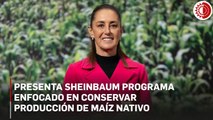 Sheinbaum presenta programa para aumentar la producción de maíz nativo