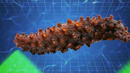 Deep Sea Mysteries Buried in the Ocean’s Darkest Corners