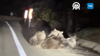 Bir ayının yolda yavrularını emzirmesi kameraya böyle yansıdı