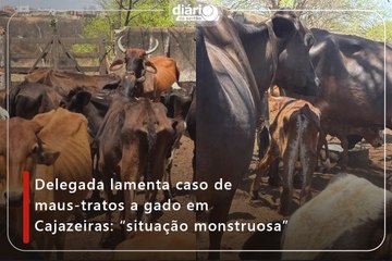 Delegada lamenta caso de maus-tratos a gado em Cajazeiras: “situação monstruosa”