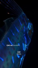 Kürek balığı  Regalecidae familyasını oluşturan kemikli balık türlerinin en büyüğü olan balıktır.