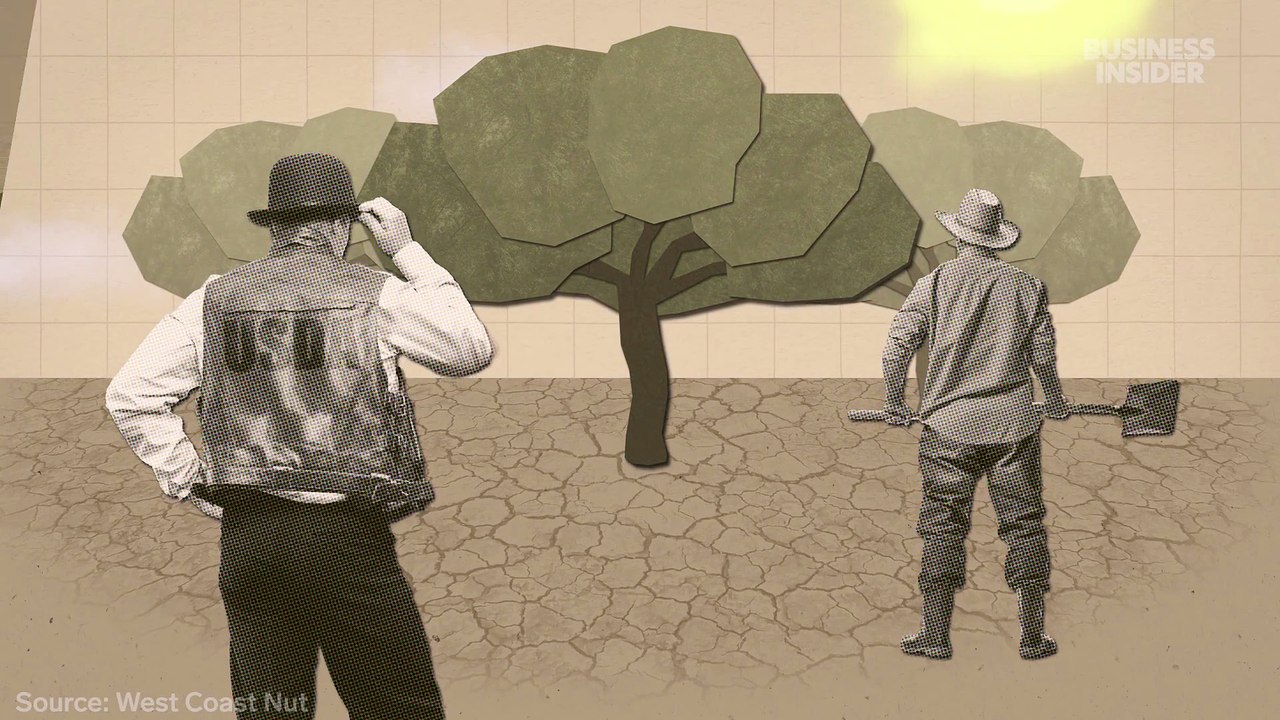 How California produces 99% of America's pistachios in a drought