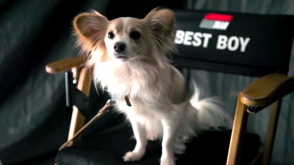 Inside Look: Meet Brisket, the Running Dog of The Running Man