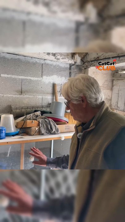 L'Art de l'Élevage des Poussins : Un Guide Pratique 🐔