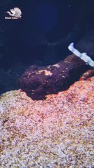 Lionfish, be careful when eating this fish, its spines contain venom