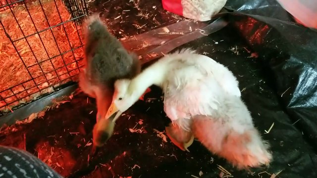 Lemongrab hadn't quite gotten the hang of preening Tooey yet. | #SparklegleamFarm #Tooey #Lemongrab #homestead #goose #farmanimals #soft #cute