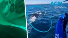 Australian researchers capture first vision of humpback whale mother nursing calf