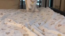 😻 Who Could Resist a Kitten Running Into Your Arms? | Too Cute to Handle 💞