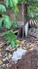 Corpo de idoso desaparecido é encontrado em galinheiro no Sol Nascente