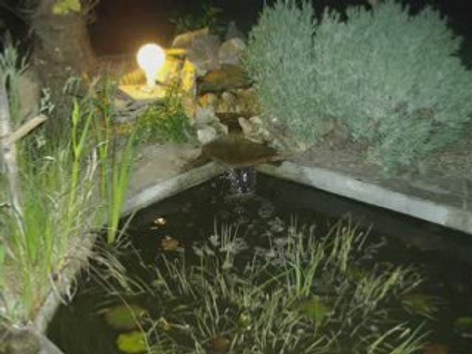 photos de mon jardin