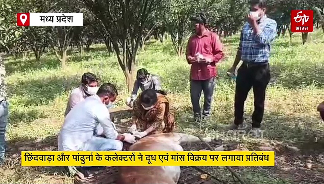 पालतू पशुओं में फैल रहा जानलेवा रोग, छिंदवाड़ा और पांढुर्ना में दूध और मांस की बिक्री बैन