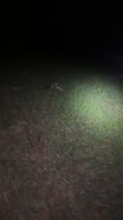 Dog Playfully Barks at Raccoon Before Dashing Away to Tempt It Into Chase