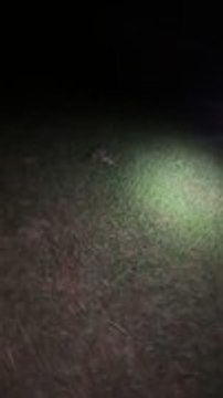 Dog Playfully Barks at Raccoon Before Dashing Away to Tempt It Into Chase