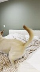 Dog Adorably Searches for Cat Sneaking Under Bedsheet