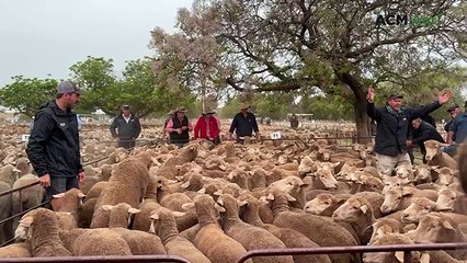 November Jamestown sheep market lifts lamb prices while ewes remain steady