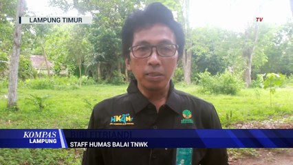 Anak Gajah Liar Terluka Terjerat Kawat Pemburu