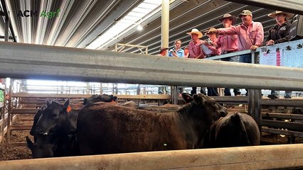 Vendors 'elated' as prices soar to three-year high, reaching 700c/kg at Carcoar