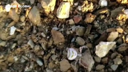 Yalova'da 'insan yüzlü örümcek' görüldü