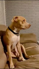 When Your Dog Dip Out On You for Church