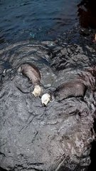 🌊 **Otterly Playful** 🦦