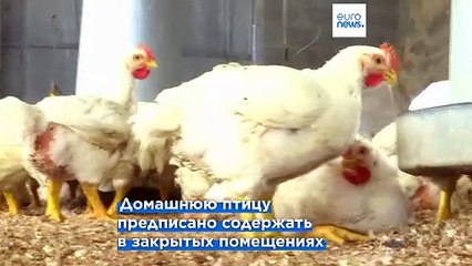 Испания ужесточила санитарные меры для птицеферм из-за птичьего гриппа