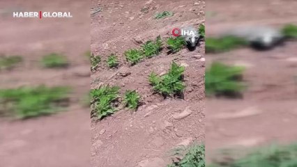 Batman'da kayıtlara geçti: "Böyle bir hayvanı ilk kez görüyorum"