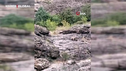 Gümüşhane’de ayı, kedilere bırakılan mama kabına dadandı