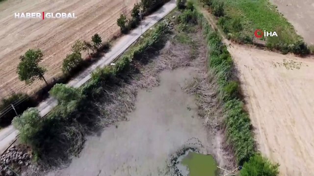 Bolu'da gölet kurudu: Telef olan yüzlerce balık havadan görüntülendi