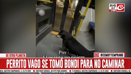 Furor por el perro vago: lo filmaron tomando el bondi para no caminar