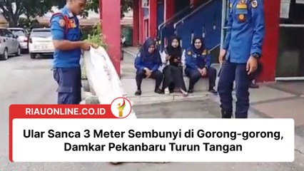 Ular Sanca 3 Meter Sembunyi di Gorong-gorong, Damkar Pekanbaru Turun Tangan