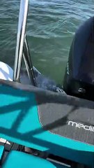 Foca salta para barco para fugir a ataque de orcas nos EUA