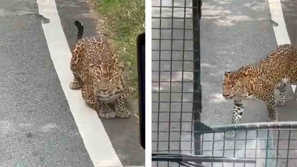 Woman Injured After Leopard Leaps Into Safari Bus at Bannerghatta Park; Visits Suspended